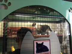 -猫咪博物馆(顶澳仔猫街店)