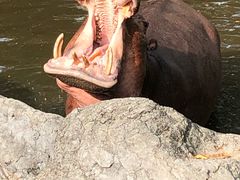 -清迈夜间动物园