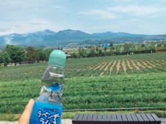 -富田农场