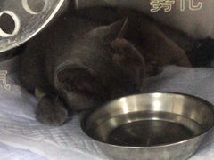 -睿金宠物医院·CT·肿瘤·骨外科