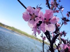 -北京麋鹿生态实验中心