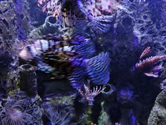 -太平洋海底世界