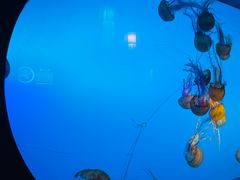 -太平洋海底世界