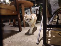 -咖法森林·咖啡  酒吧(天河店)