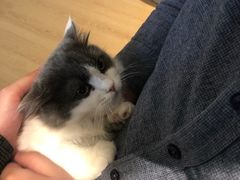 -猫腻·猫咖·撸猫馆(星光大道店)