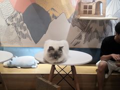-滚猫咖啡·猫咖·猫友好撸猫(未来城店)