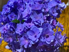 -HOME餐厅粤菜 融合菜