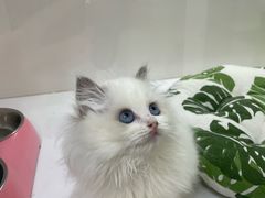 -青奢宠物·青奢猫舍