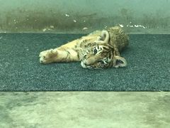 -西安秦岭野生动物园