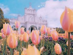-杭州湾海上花田景区