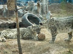 -青藏高原野生动物园