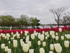 -杭州湾海上花田景区