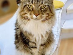 -COLOR PETS 撸猫馆·购猫·猫咖(长风大悦城店)
