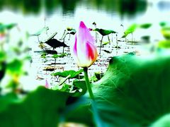 -桃花岛公园