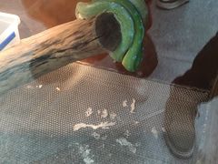 -上海大自然野生昆虫馆