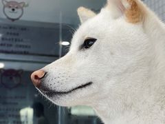 -柴务处·柴犬主题狗咖