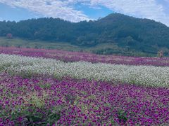 -径山花海