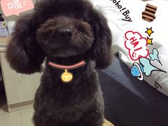 -小呆的宠物店·宠物售卖·宠物寄养(城西店)