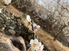 -广州市流溪河国家森林公园