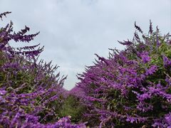 -嘉北郊野公园
