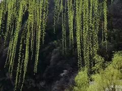-沣峪口