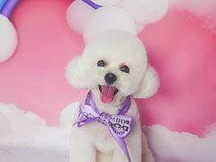 -读宠于你·约克夏比熊·睫角守宫·爬宠售卖(高新店)