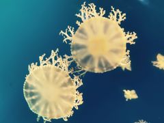 -海合安武汉极地海洋公园