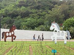 -野狸岛