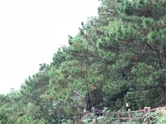 -羚羊峡古栈道森林公园