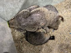-浣熊柯尔鸭土拨鼠·电玩咖