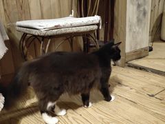 -猫色咖啡·猫咖