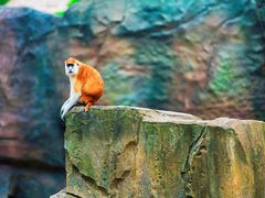 -杭州野生动物世界