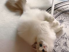 -momokira米努特·德文卷毛猫·棉花面纱犬