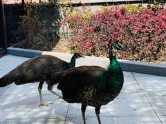 -杭州开元森泊度假乐园