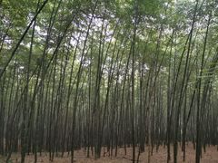 -杭州半山国家森林公园