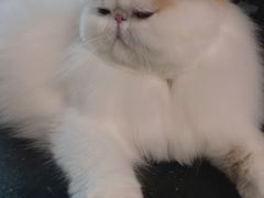 -FAELING PETS美天灵宠物(富力广场店)