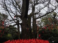 -西湖风景区十里琅珰-五云山