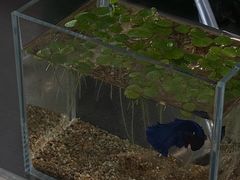 -the fall kaffe乐否咖啡