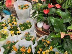 -宝鸡东道花鸟鱼虫市场(吉利花园商场店)