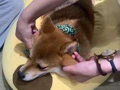 -逗柴咖啡屋·狗咖猫咖宠物桌游