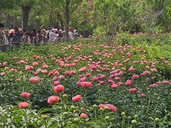 -曹州牡丹园