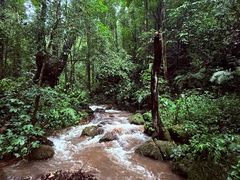 -莫里热带雨林景区