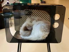 -飞行喵MR PILOT|猫舍·猫咖(静安大融城店)