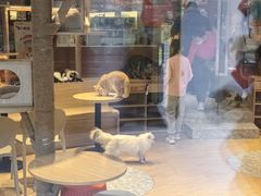 -米乐乖乖猫咪咖啡馆·猫咖(深圳湾后海汇店)