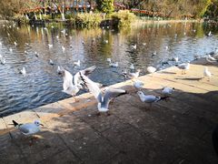 -MAP CHA普洱茶馆(翠湖店)