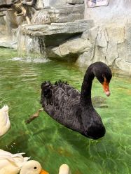 -Zoolung Zoolung动物主题公园(海信广场店)