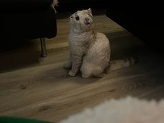 -翊宠yipet猫狗购宠庄园犬舍•猫舍