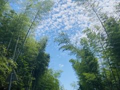 -蔡伦竹海