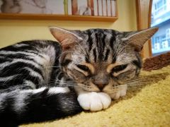 -猫和宫(六道口店)