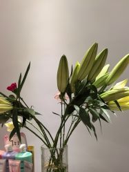 -汤尼英盖TONI&GUY-essensuals